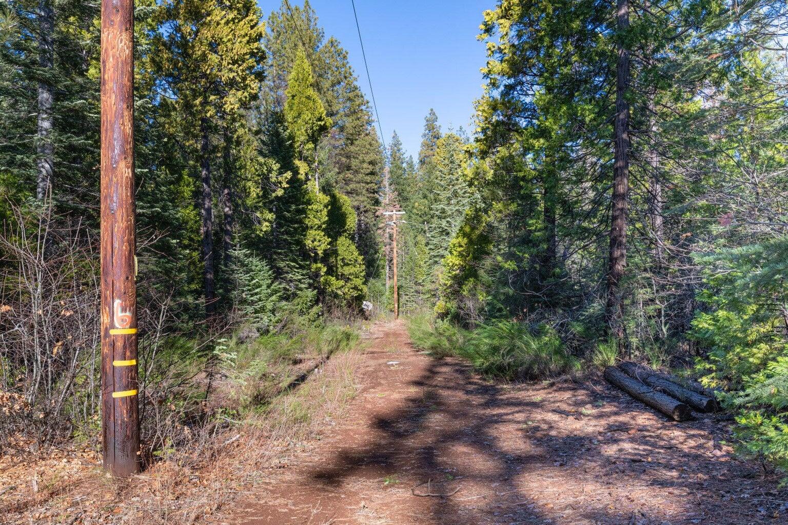 Montgomery Road Shingletown, CA 96088 - Photo 17 of 20 a view of a forest with trees in the background