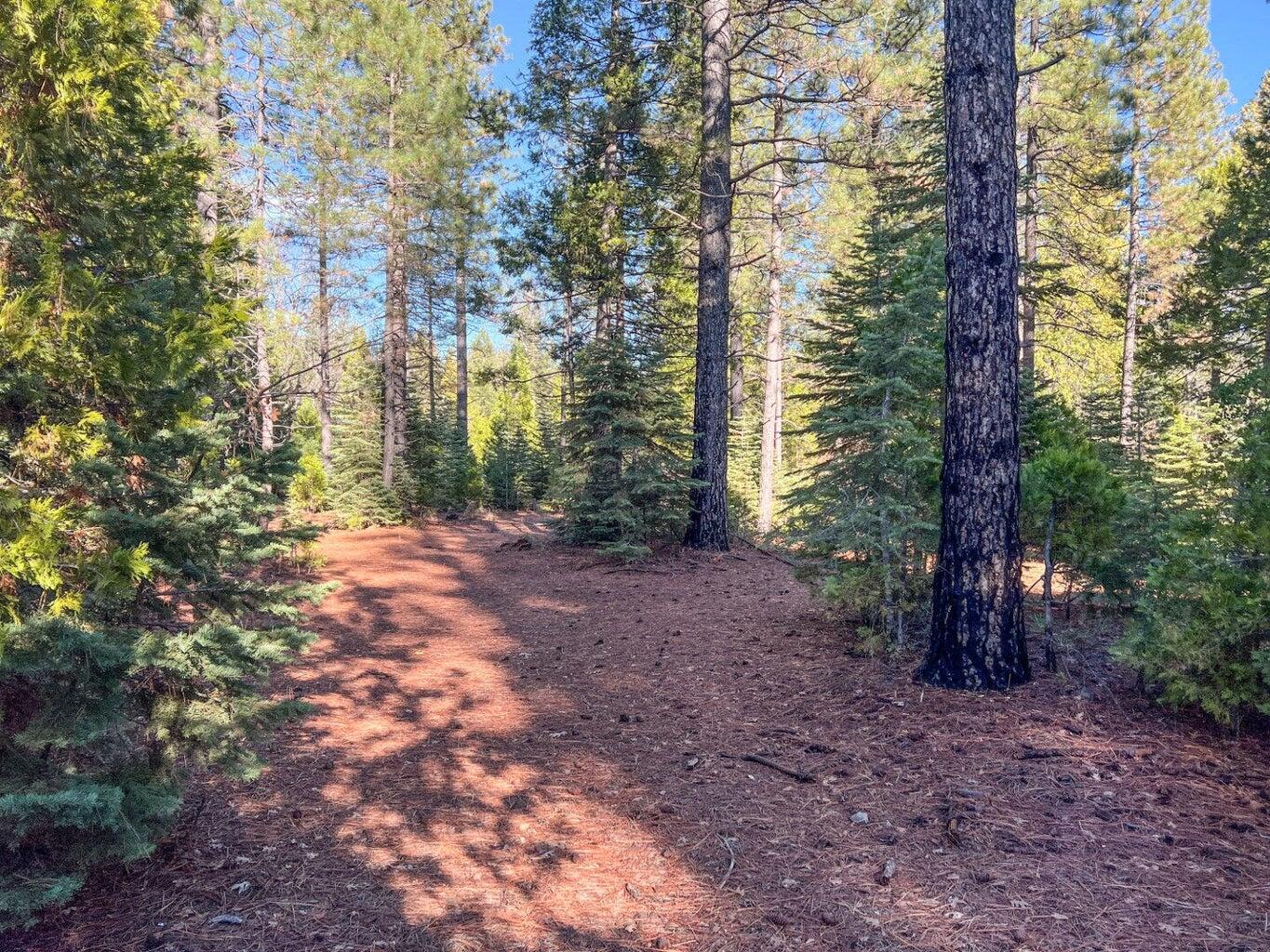 Montgomery Road Shingletown, CA 96088 - Photo 5 of 20 a view of a forest with trees