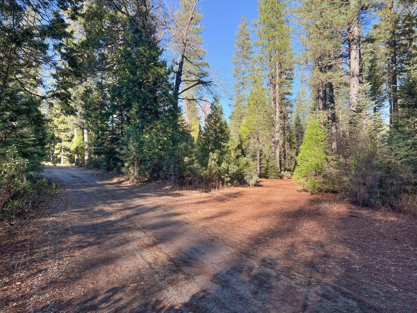 Montgomery Road Shingletown, CA 96088 - Photo 6 of 20 a view of a yard with a tree