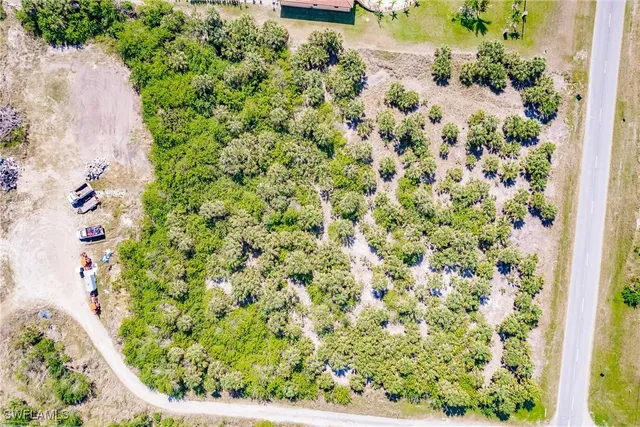 a view of a garden with a plant