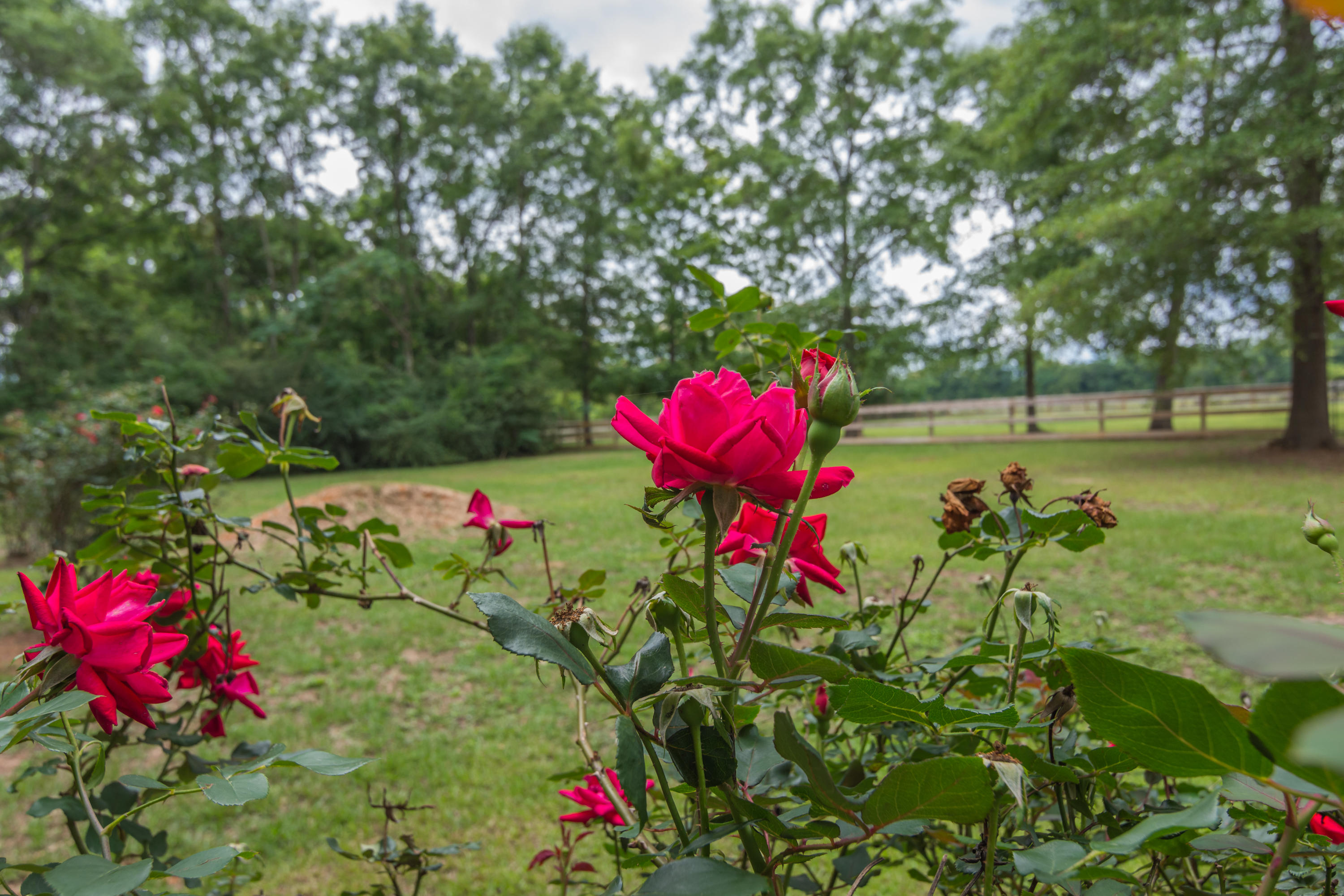 5780 Griffith Mill Road Baker, FL 32531 - Photo 7 of 50 a view of a flower in a garden