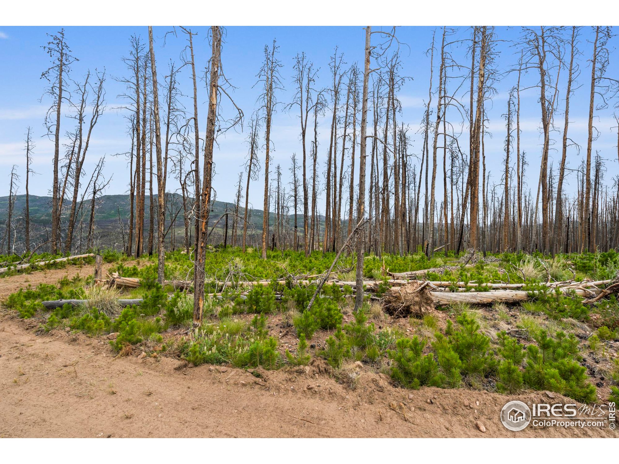 1025 Crystal Mountain Road Bellvue, CO 80512 - Photo 9 of 16