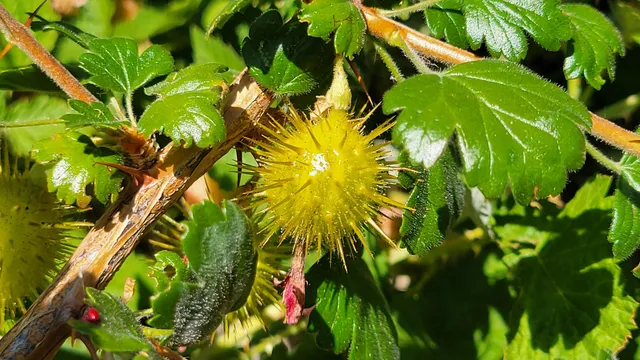 $40,000 | 0 East County Line Road, Igo, CA 96047