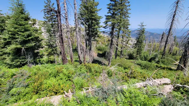 $40,000 | 0 East County Line Road, Igo, CA 96047