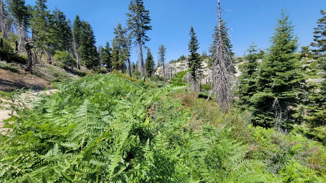 $40,000 | 0 East County Line Road, Igo, CA 96047