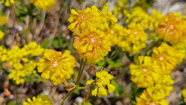 $40,000 | 0 East County Line Road, Igo, CA 96047