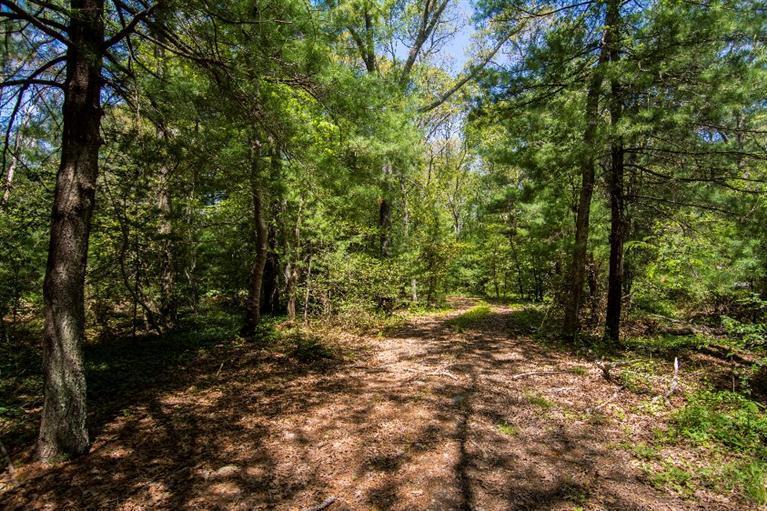 a view of a forest with trees