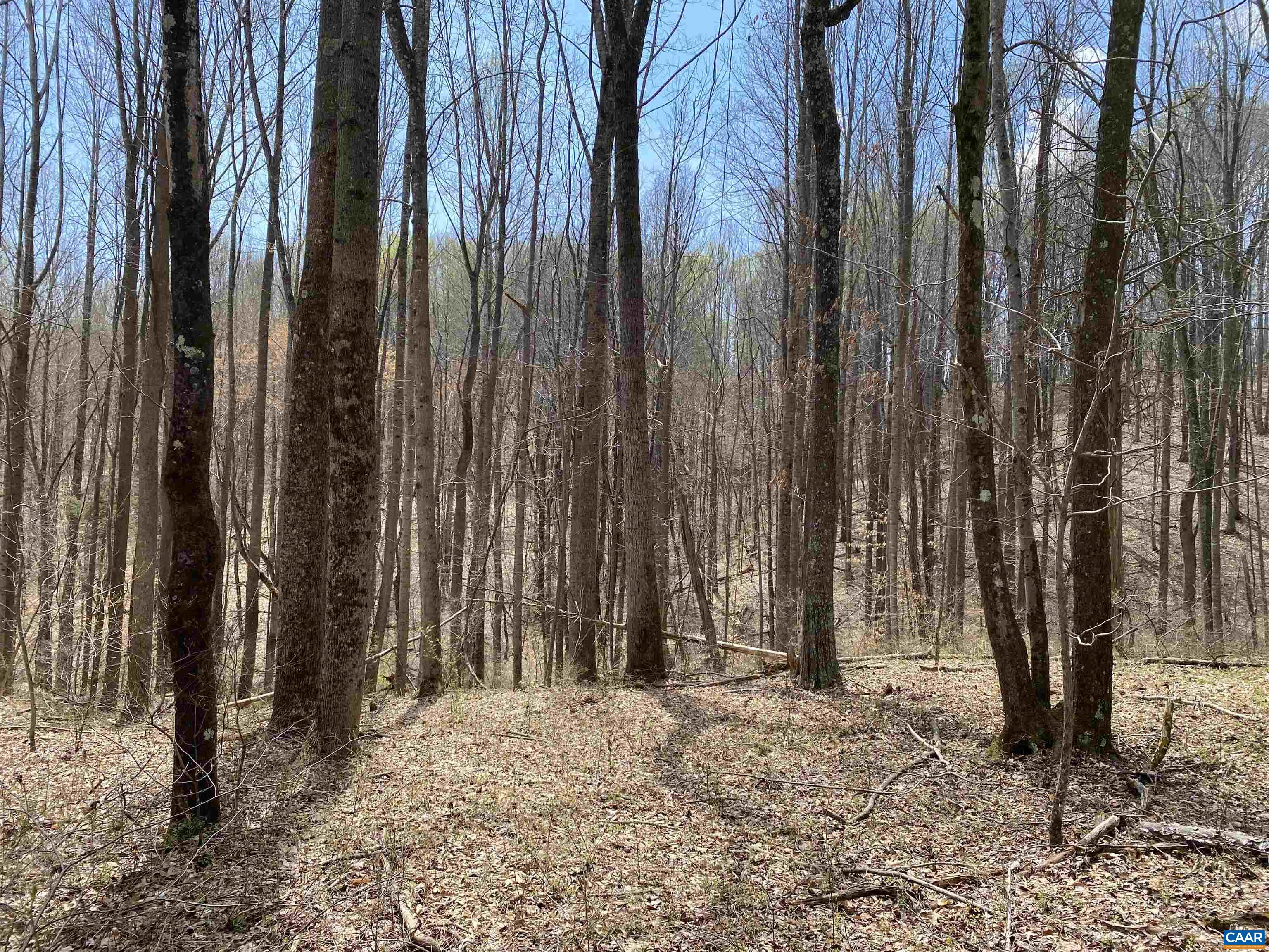 Roses Mill Road Amherst, VA 24521 - Photo 11 of 35 a view of outdoor space with trees