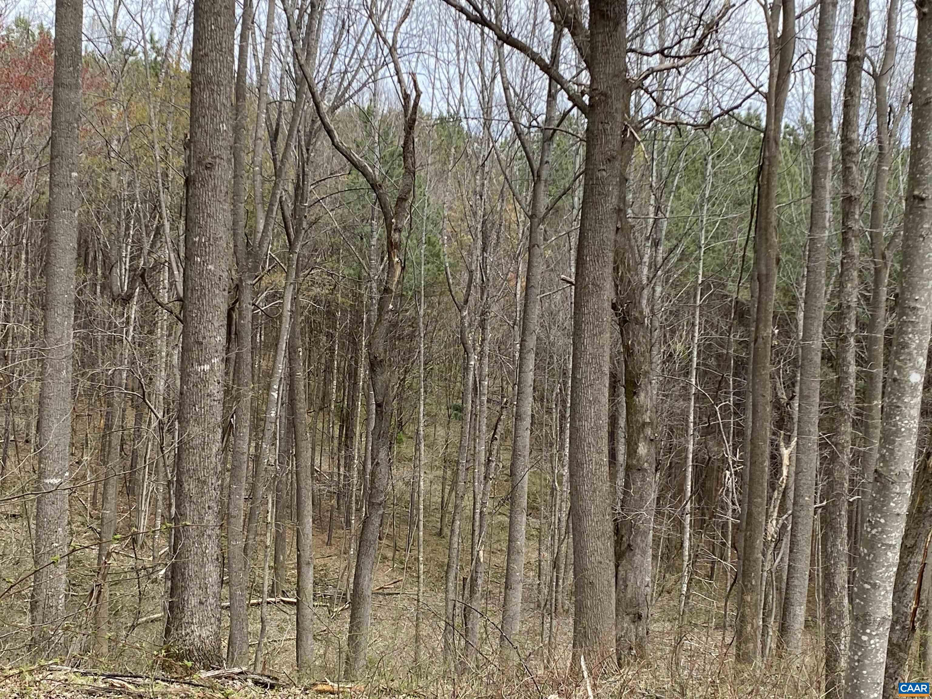 Roses Mill Road Amherst, VA 24521 - Photo 14 of 35 a view of a forest with a dry yard