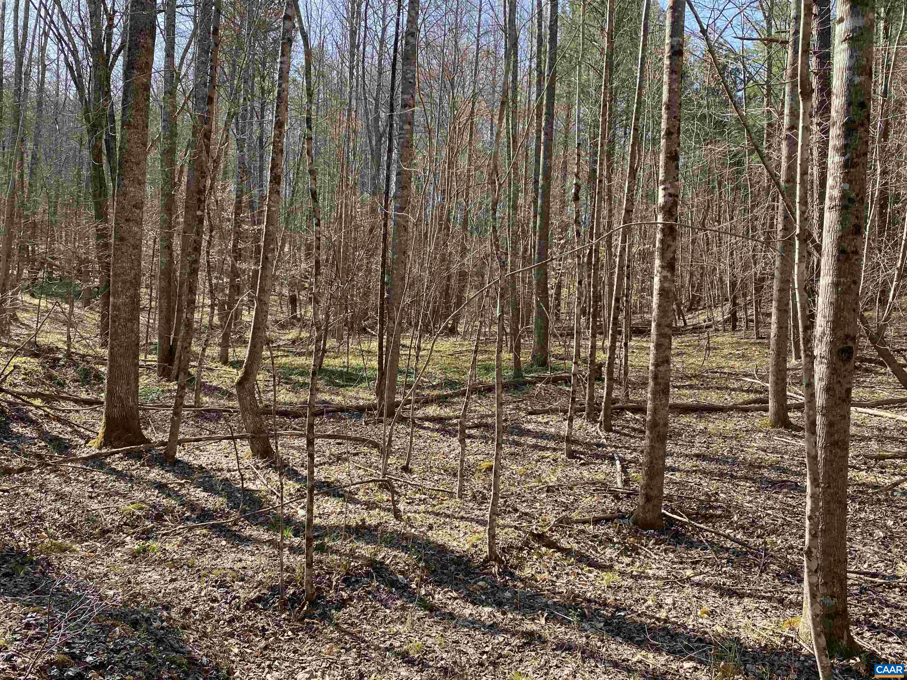 Roses Mill Road Amherst, VA 24521 - Photo 16 of 35 a view of a yard with plants and tree