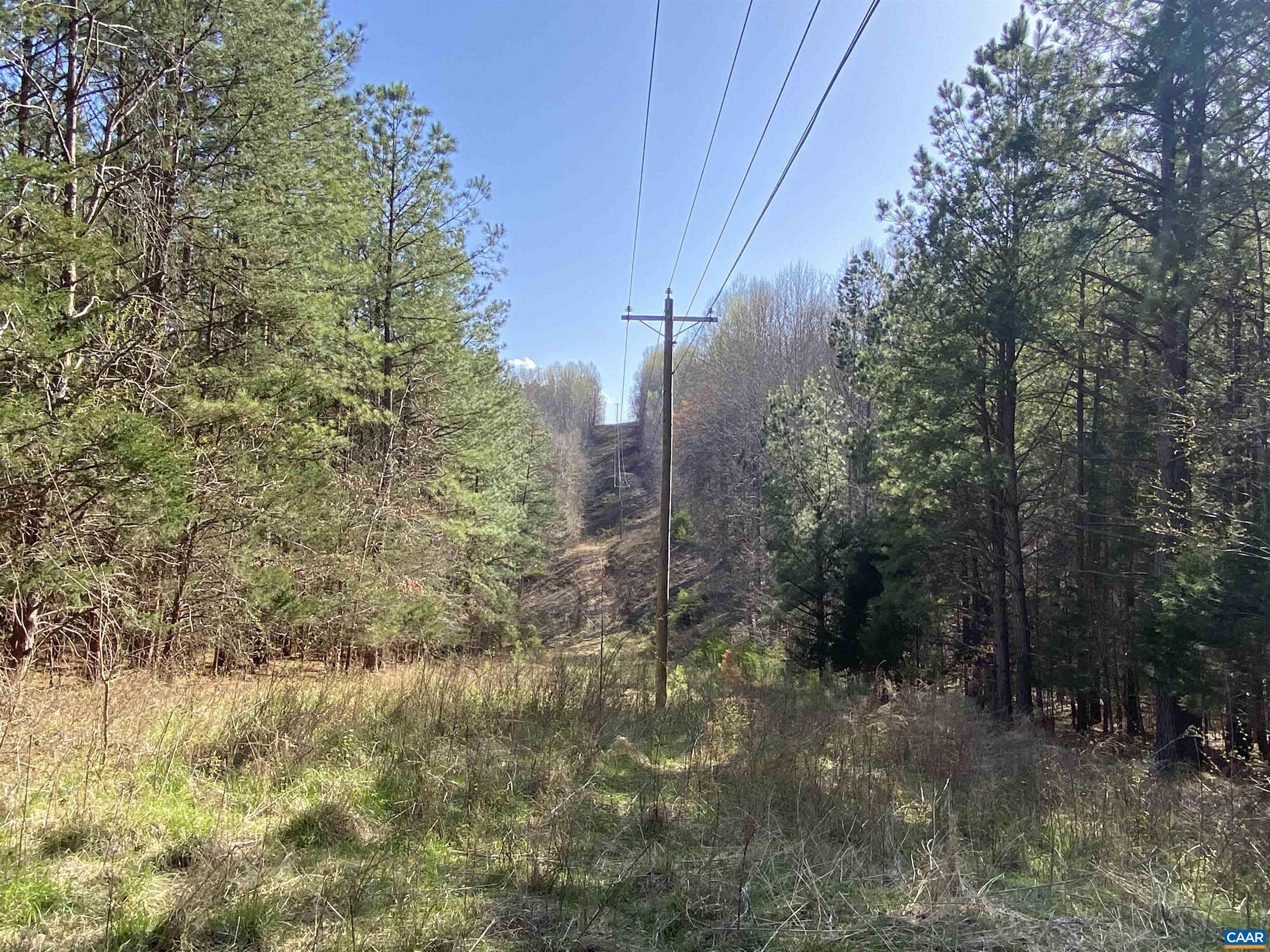 Roses Mill Road Amherst, VA 24521 - Photo 33 of 35 a view of a forest with trees in the background