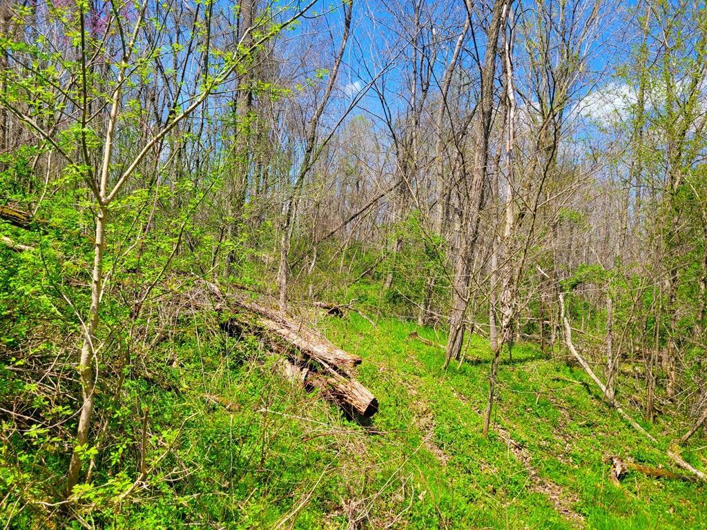 8670 Hoop Pole Road Roseville, OH 43777 - Photo 40 of 65 20220424_124832