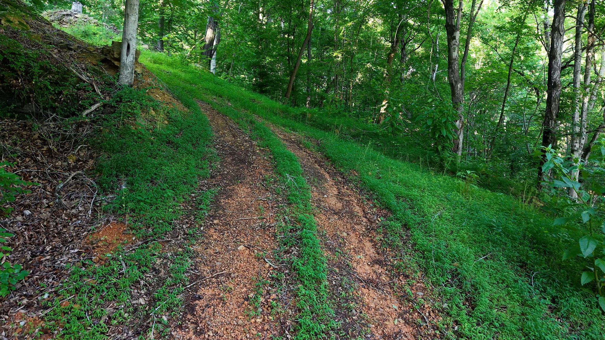 0 Gimlet Creek Road Lawrenceburg, TN 38464 - Photo 8 of 22