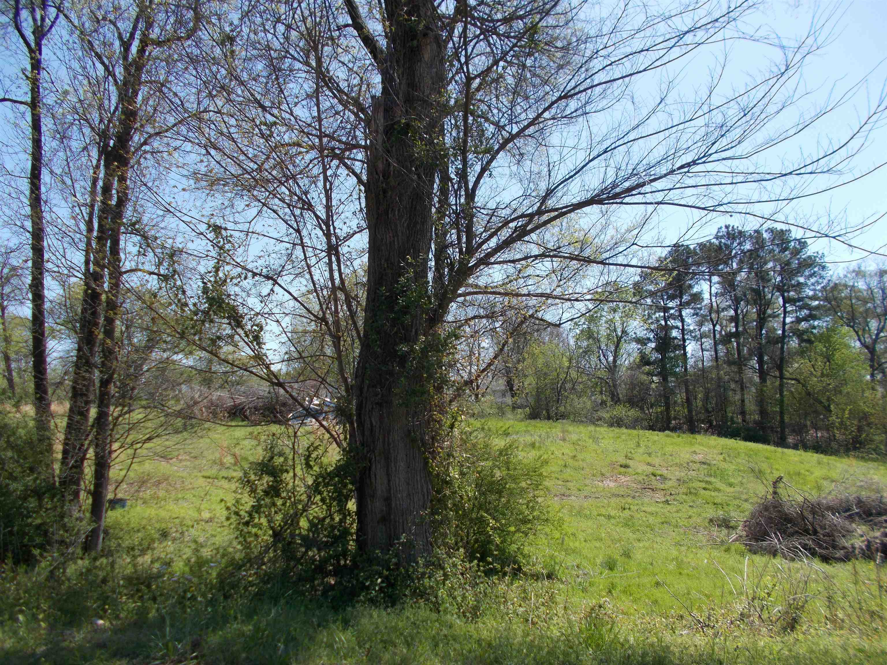 a view of a yard with large trees