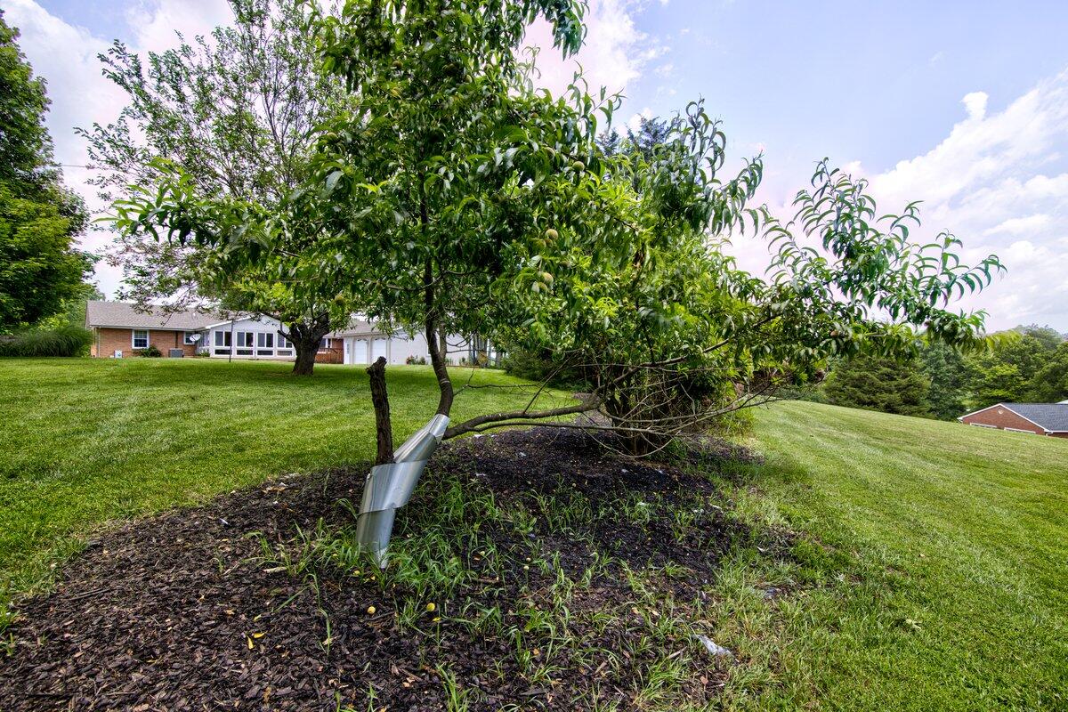 4043 Country Club Road Troutville, VA 24175 - Photo 36 of 39 thriving fruit trees