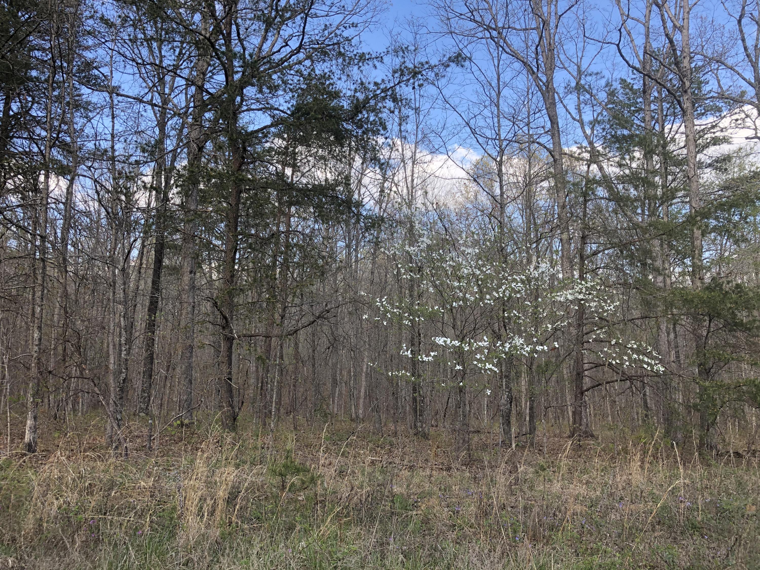 0 White Oak Swamp Road Dunlap, TN 37327 - Photo 1 of 7 Lot
