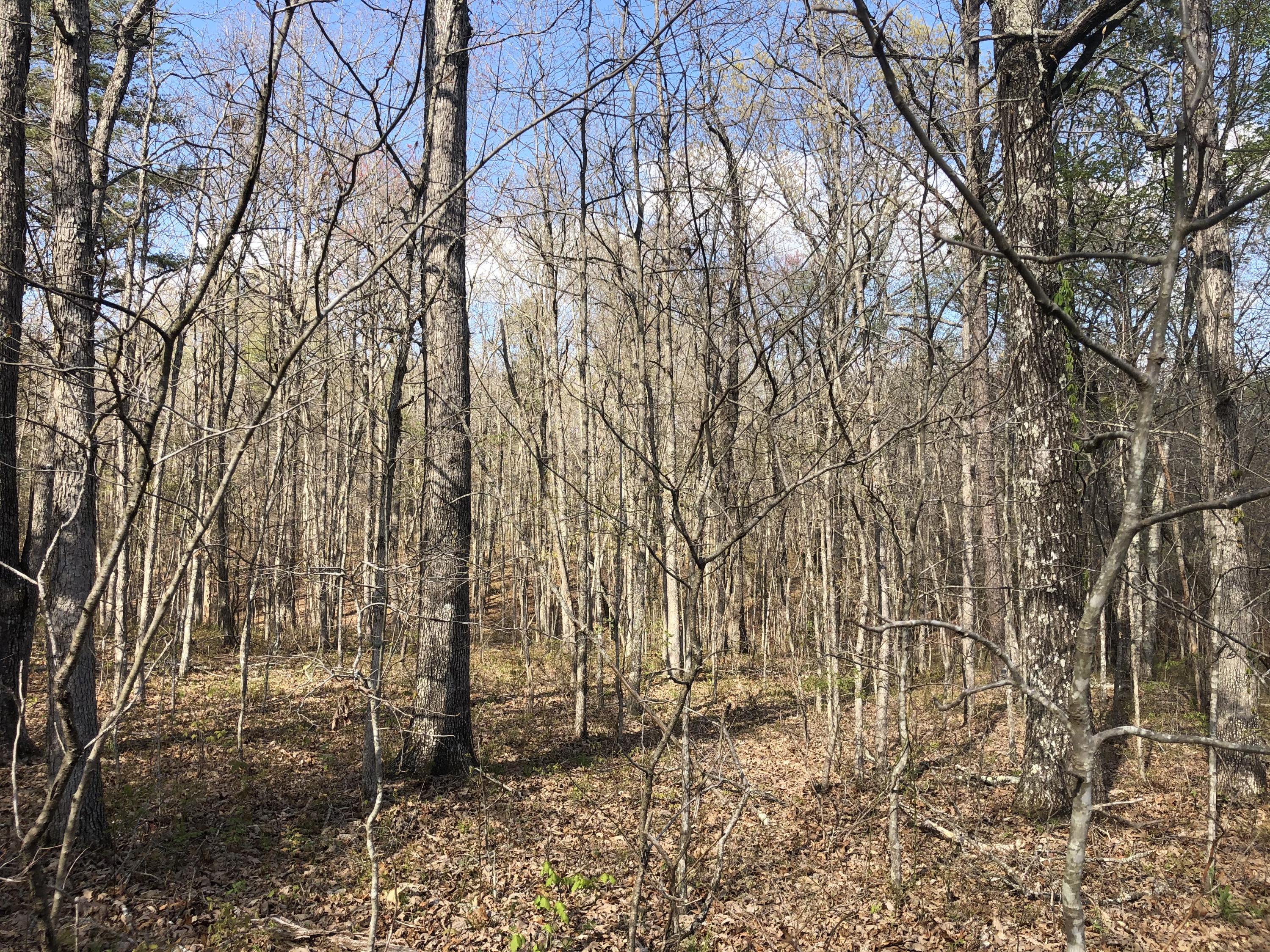 0 White Oak Swamp Road Dunlap, TN 37327 - Photo 5 of 7 Lot