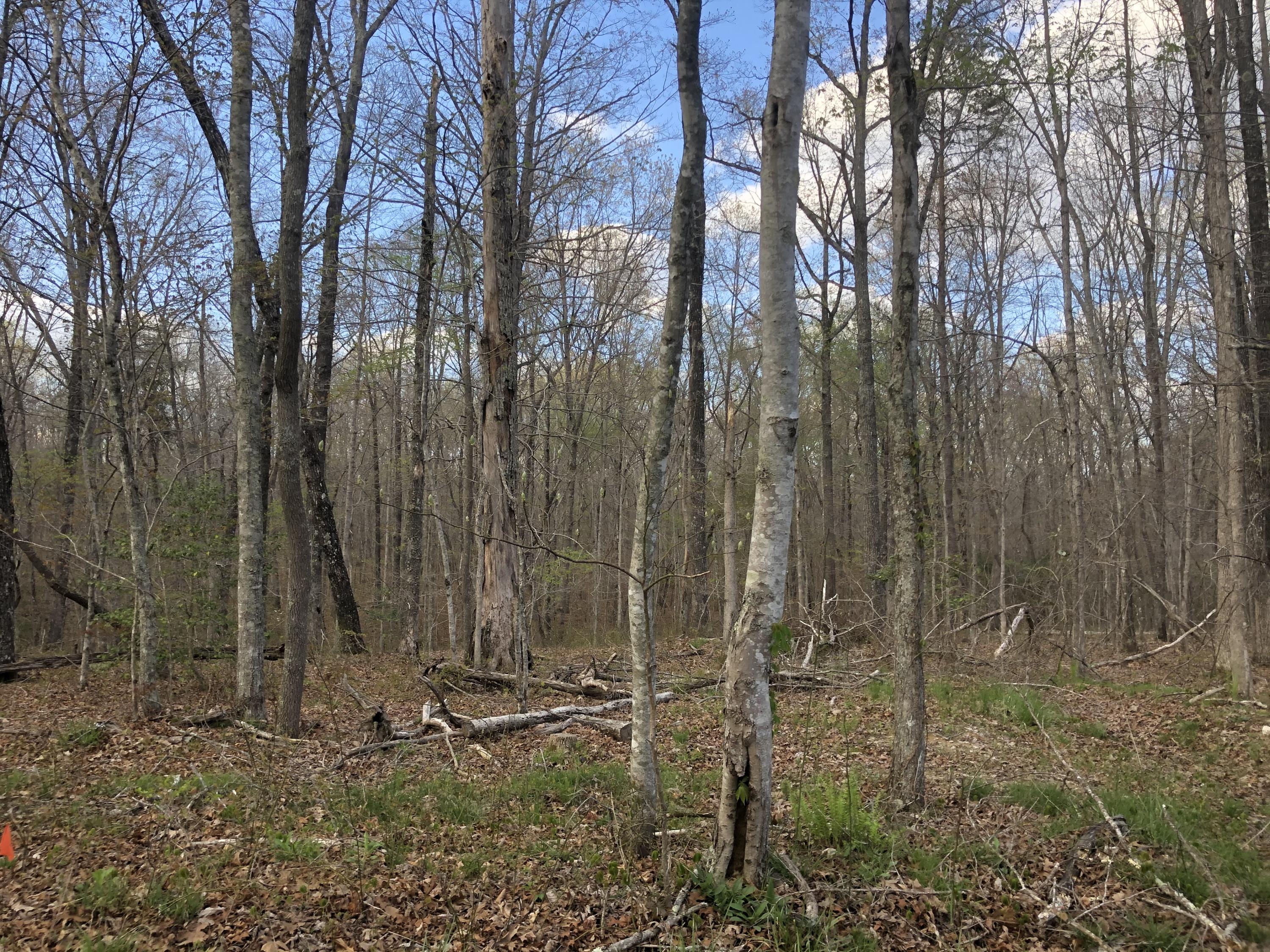 0 White Oak Swamp Road Dunlap, TN 37327 - Photo 6 of 7 Lot