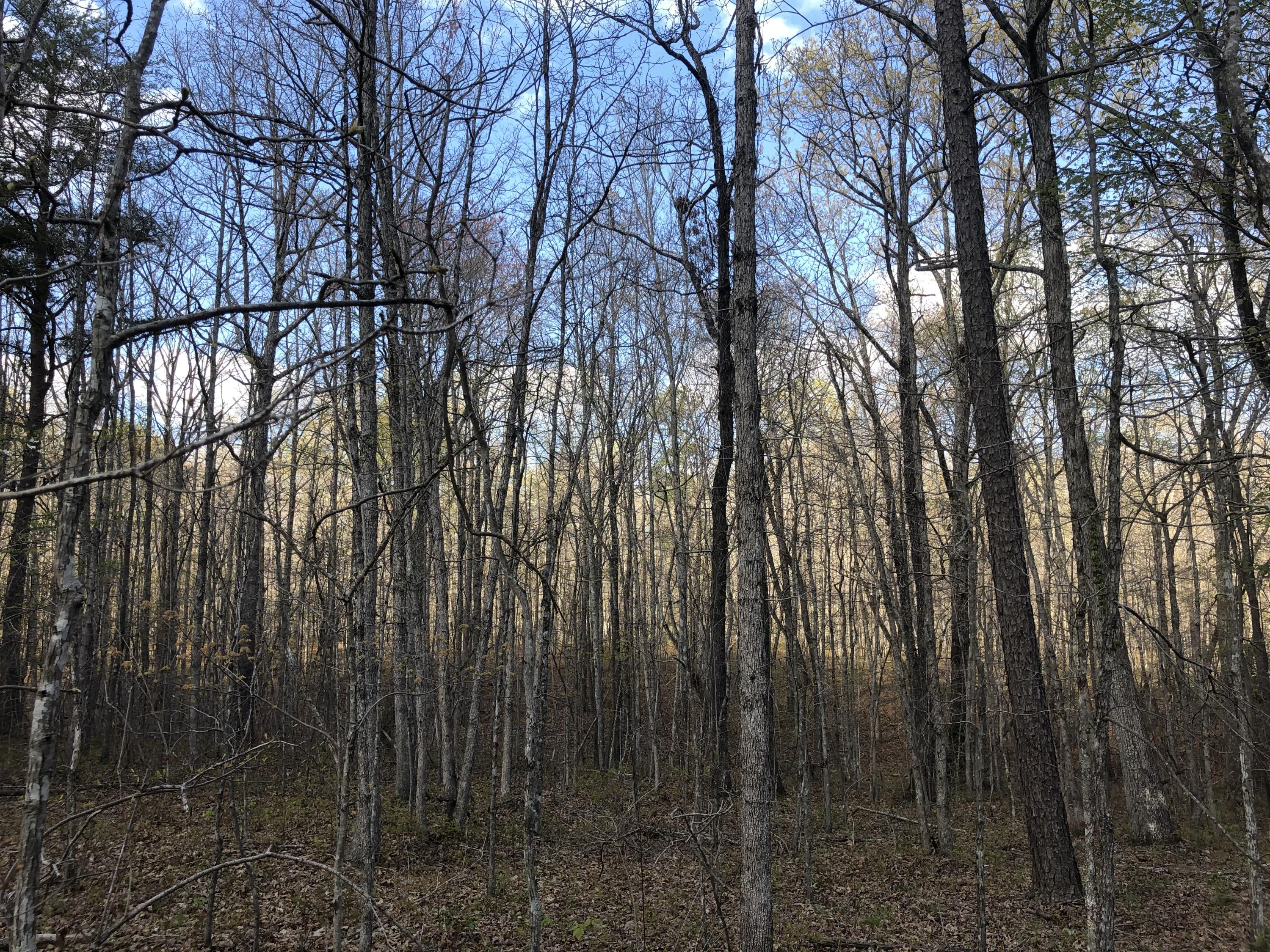 0 White Oak Swamp Road Dunlap, TN 37327 - Photo 7 of 7 Woods