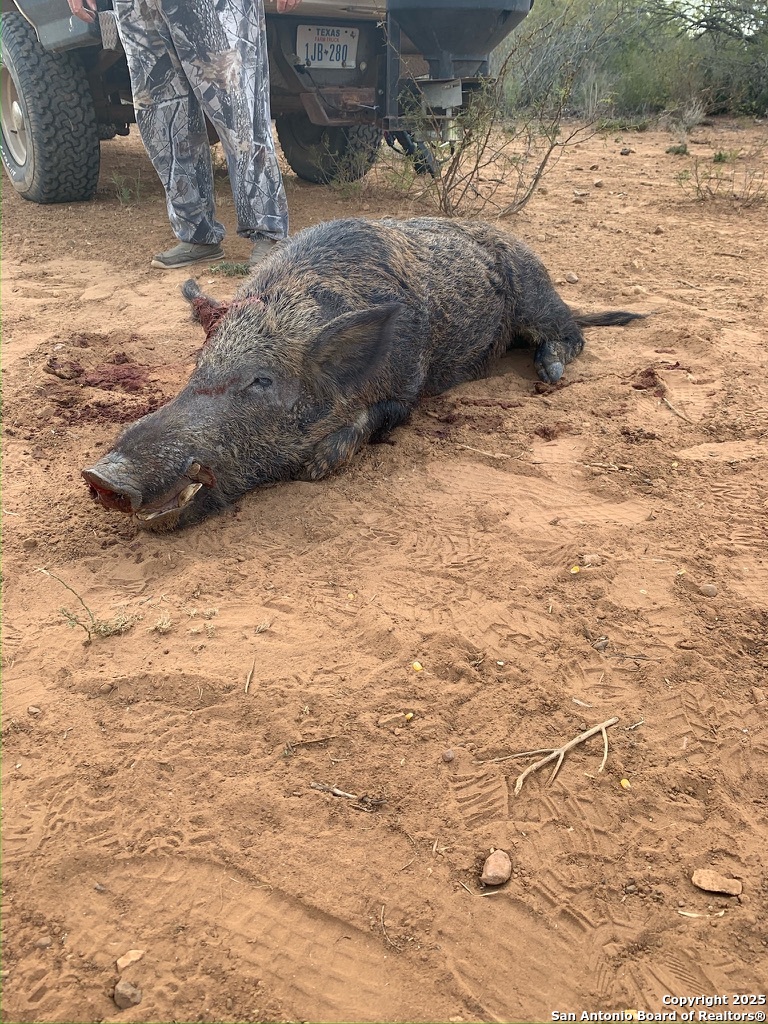 4614 County Road 5232 D'Hanis, TX 78850 - Photo 24 of 40 a view of a backyard of the house