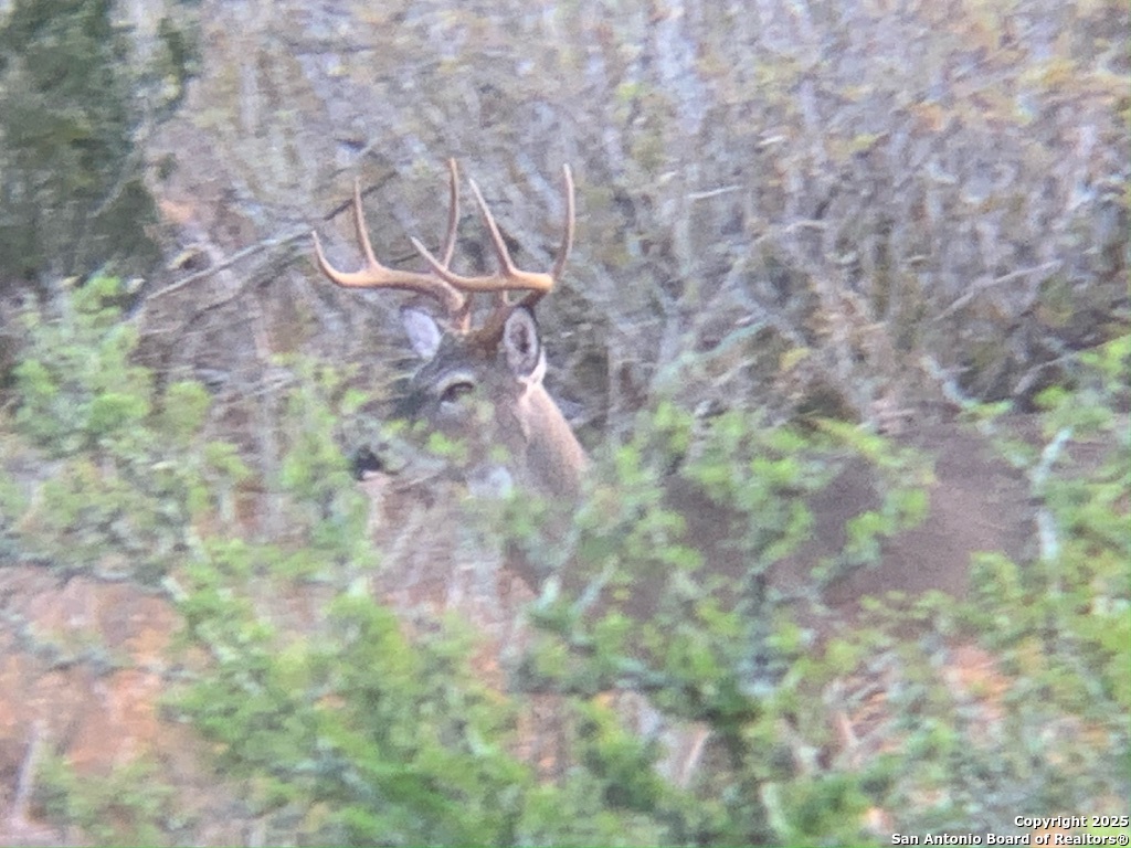 4614 County Road 5232 D'Hanis, TX 78850 - Photo 26 of 40 a view of a yard