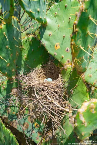 a close up of a plant in a garden