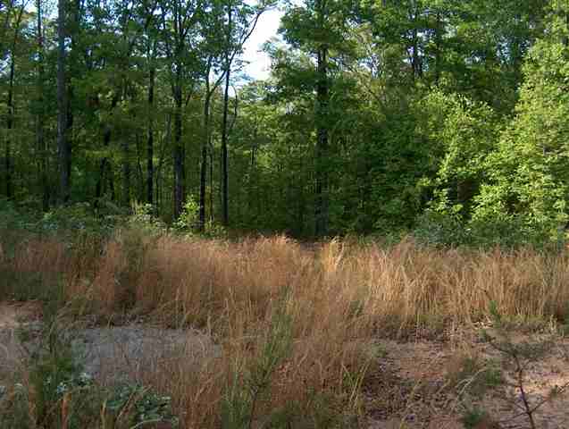 335 Big Rock Lake Road Pickens, SC 29671 - Photo 8 of 9
