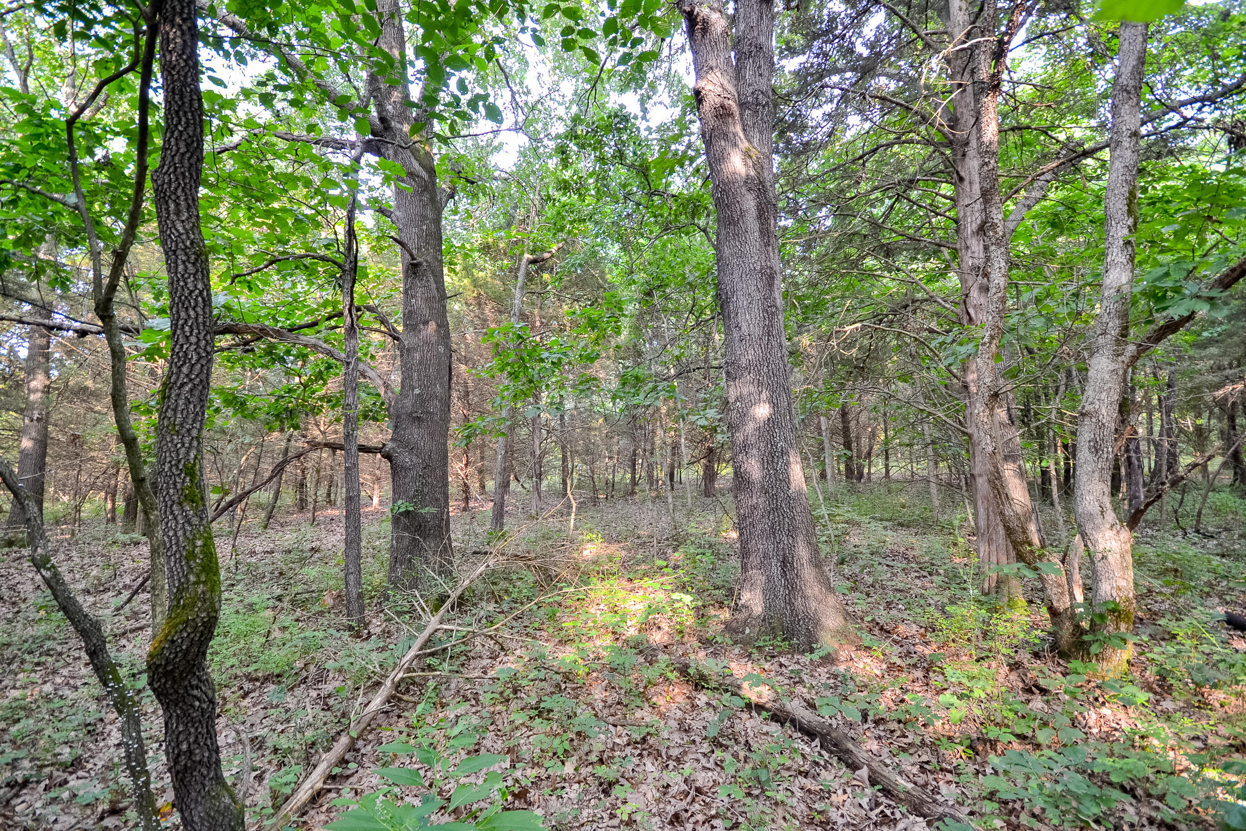 0 601st Road Jerico Springs, MO 64756 - Photo 1 of 1 DSC_1958
