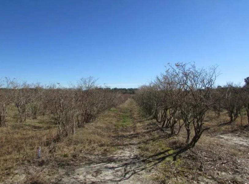 1019 D H Alderman Road Moultrie, GA 31788 - Photo 15 of 31