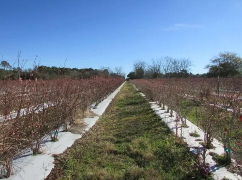 1019 D H Alderman Road Moultrie, GA 31788 - Photo 5 of 31