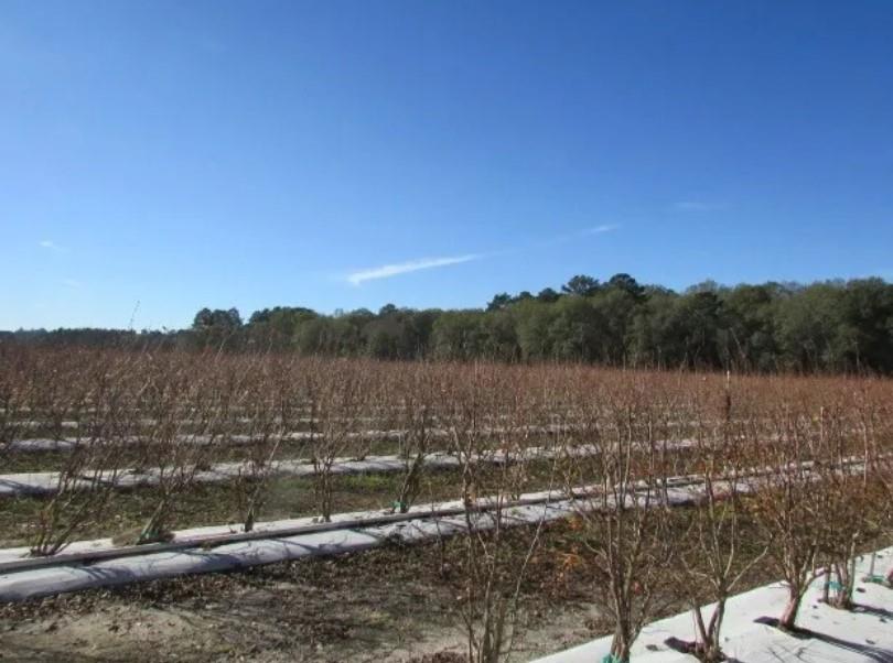 1019 D H Alderman Road Moultrie, GA 31788 - Photo 9 of 31