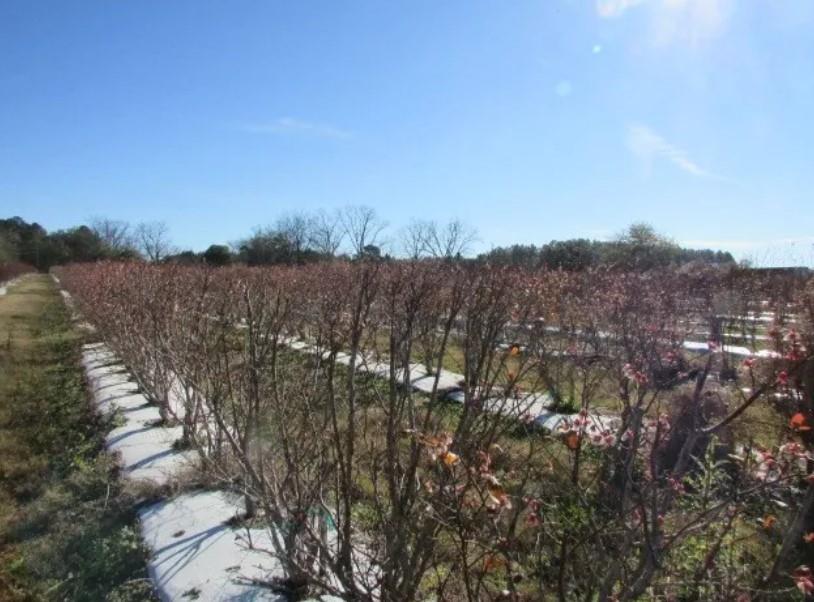 1019 D H Alderman Road Moultrie, GA 31788 - Photo 10 of 31