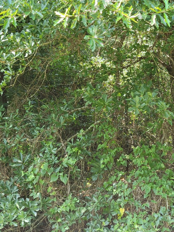 27735 Mid Lane Splendora, TX 77372 - Photo 3 of 5 a view of a lush green forest