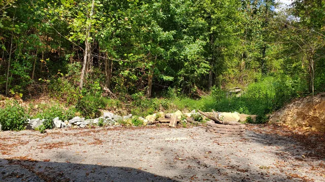 a view of a forest with trees