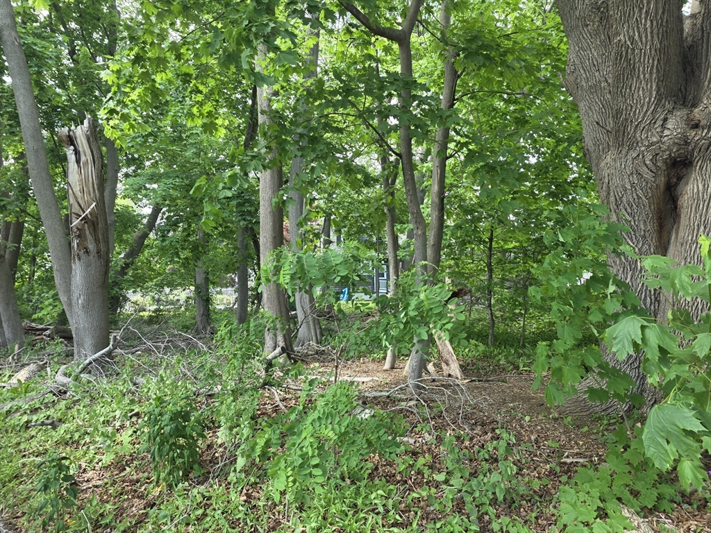0 Dexter Street Fall River, MA 02720 - Photo 2 of 3 a view of outdoor space and green space