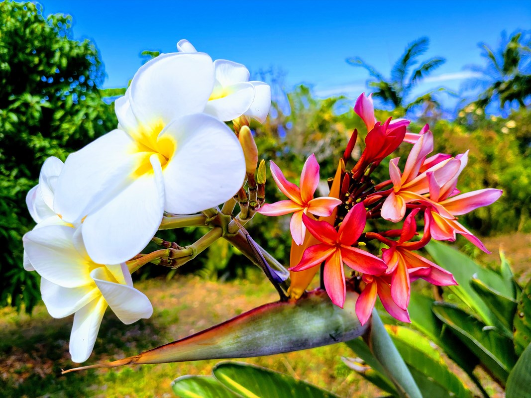87-457 Kaohe Road Captain Cook, HI 96704 - Photo 4 of 29 Gallery Image 4