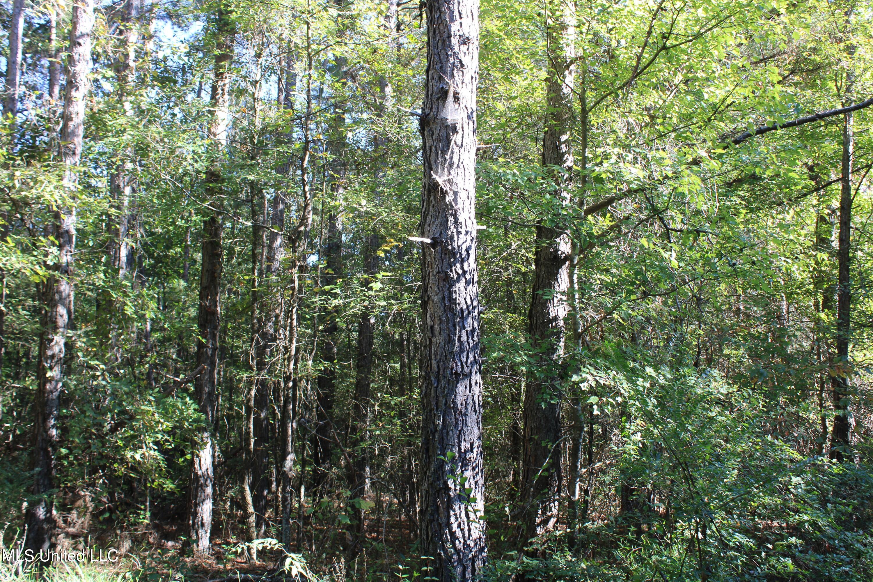 1506 Lower Gurley Road Potts Camp, MS 38659 - Photo 32 of 52 IMG_4807