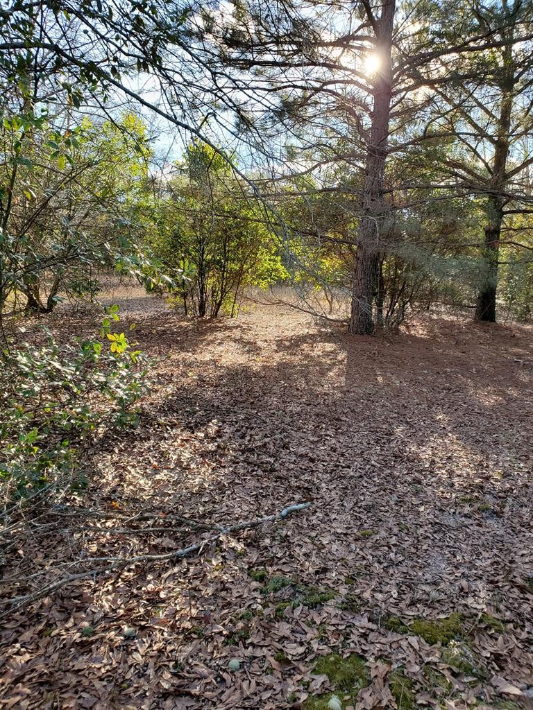 0 Mt Pleasant Road Monetta, SC 29105 - Photo 2 of 9