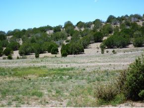 5000 Dillon Wash Road Prescott, AZ 86305 - Photo 11 of 12 a view of water covered with trees