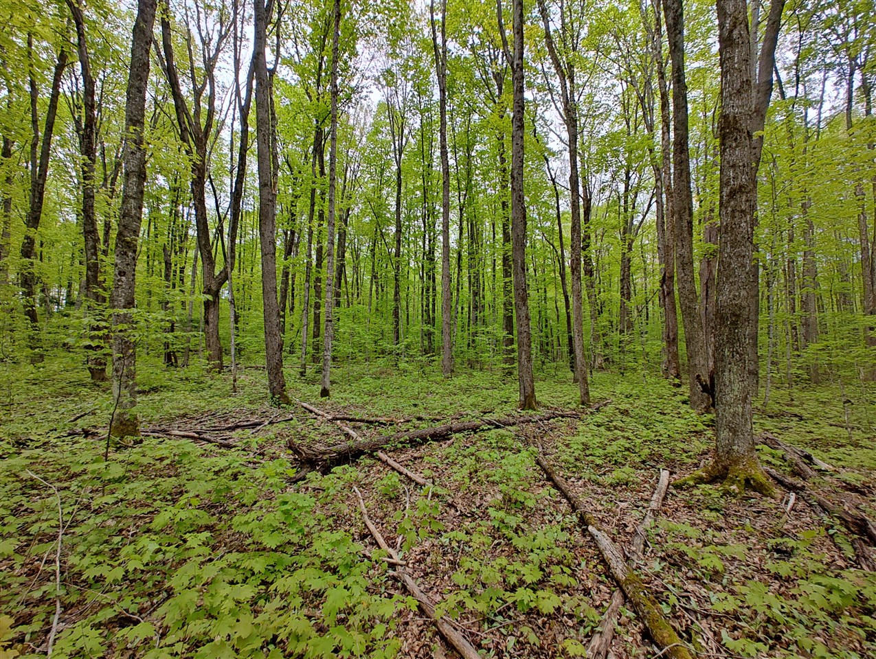 Vl Covert Road Northeast Mancelona, MI 49659 - Photo 13 of 22