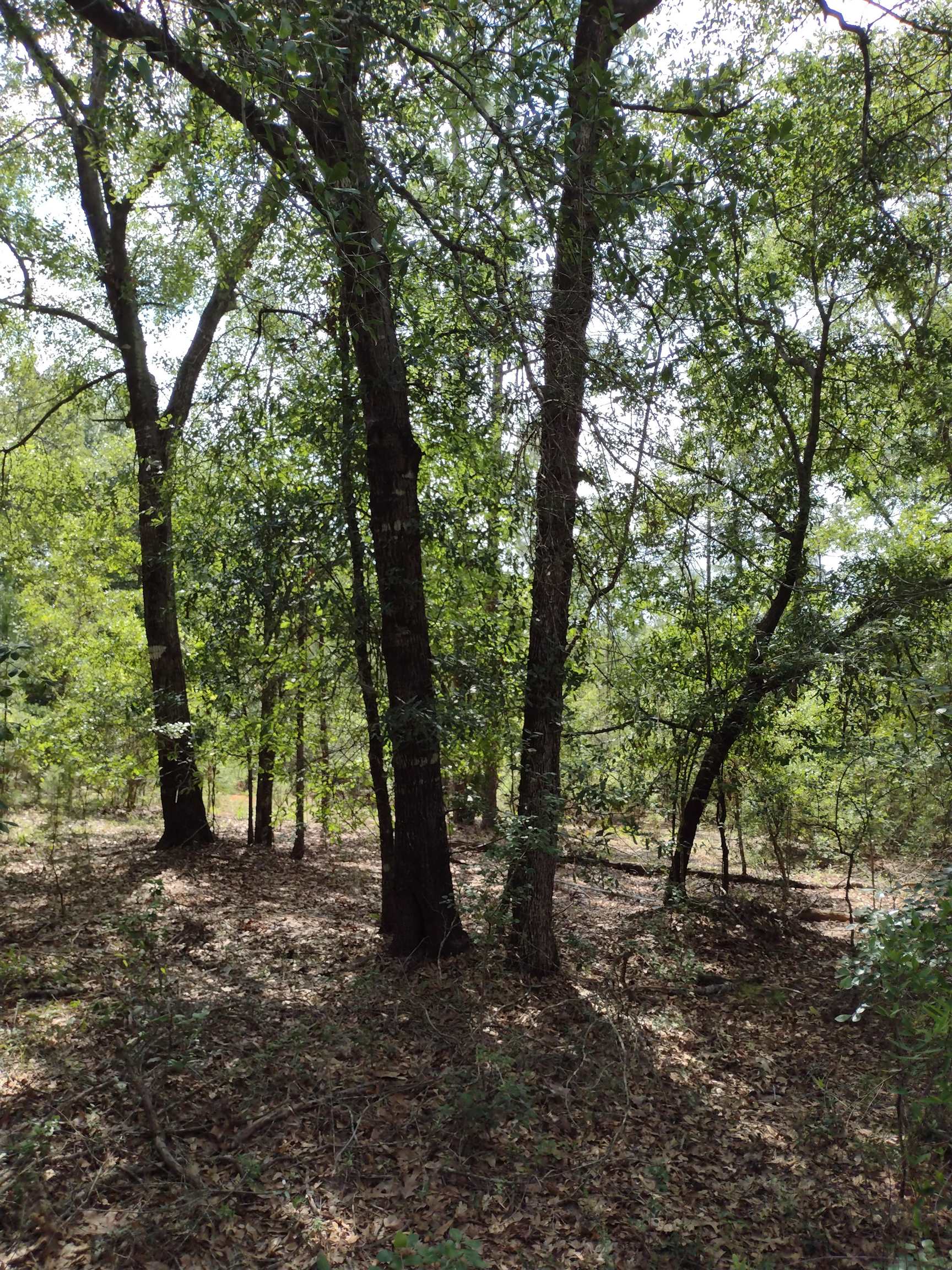 0 Silas Ganey Road Stockton, AL 36579 - Photo 4 of 6 View