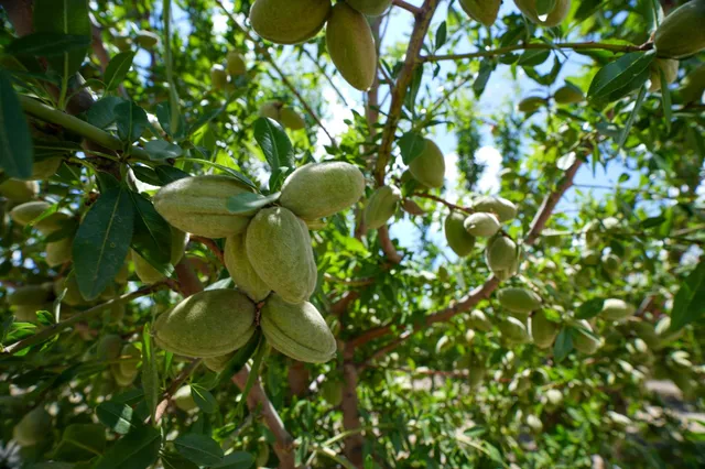 a backyard of a tree
