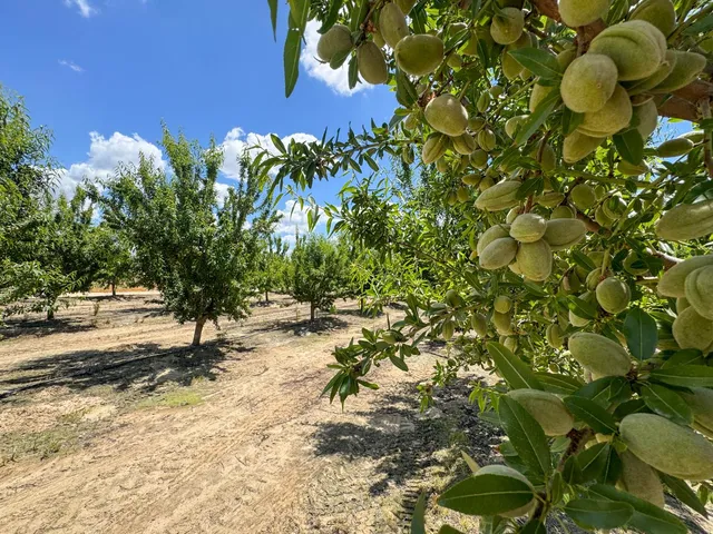 a view of a yard with plants