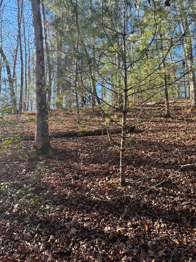 1.03 Deep Frst Road Murphy, NC 28906 - Photo 2 of 28