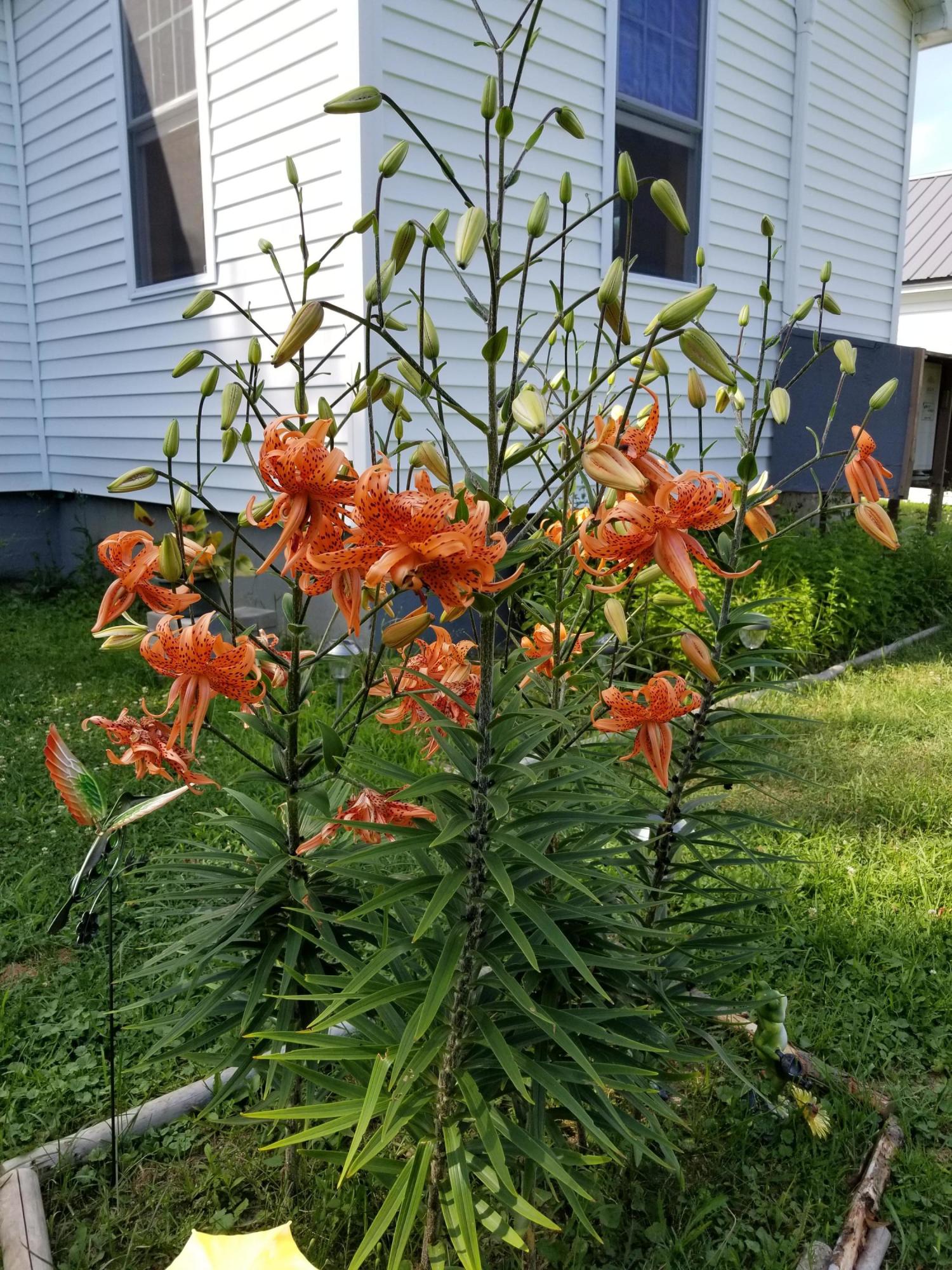 1715 Main Road Enfield, ME 04493 - Photo 31 of 37 Tiger Lilies