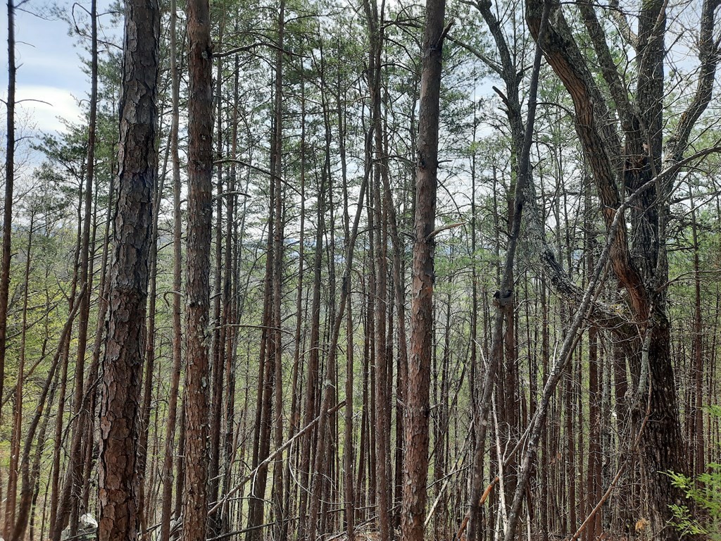 79 Redtail Road Sevierville, TN 37862 - Photo 7 of 7