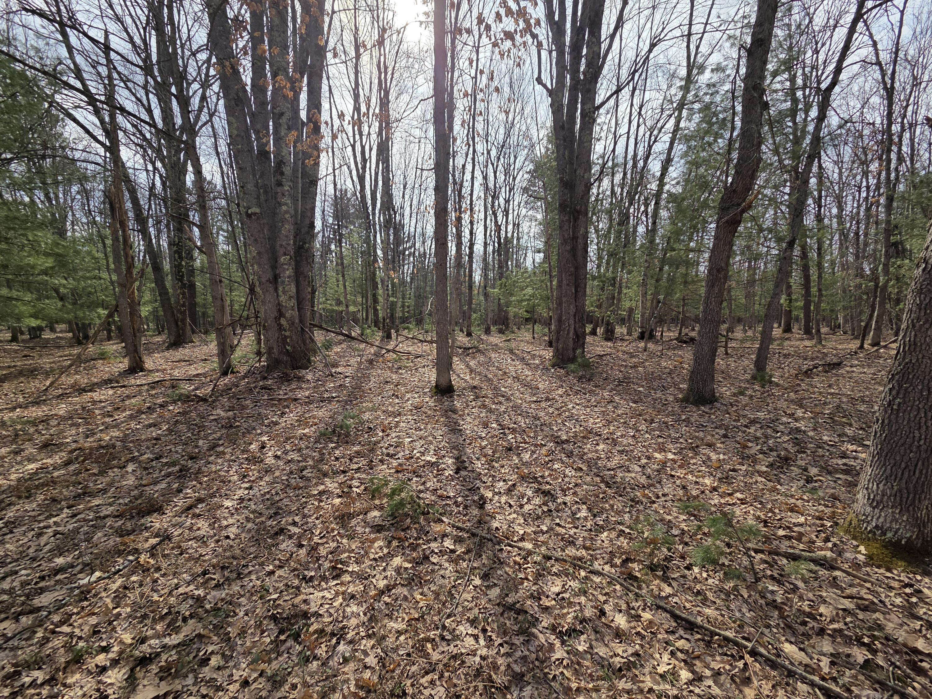 0 6 6 Mile Road Irons, MI 49644 - Photo 14 of 24 20260330_162748