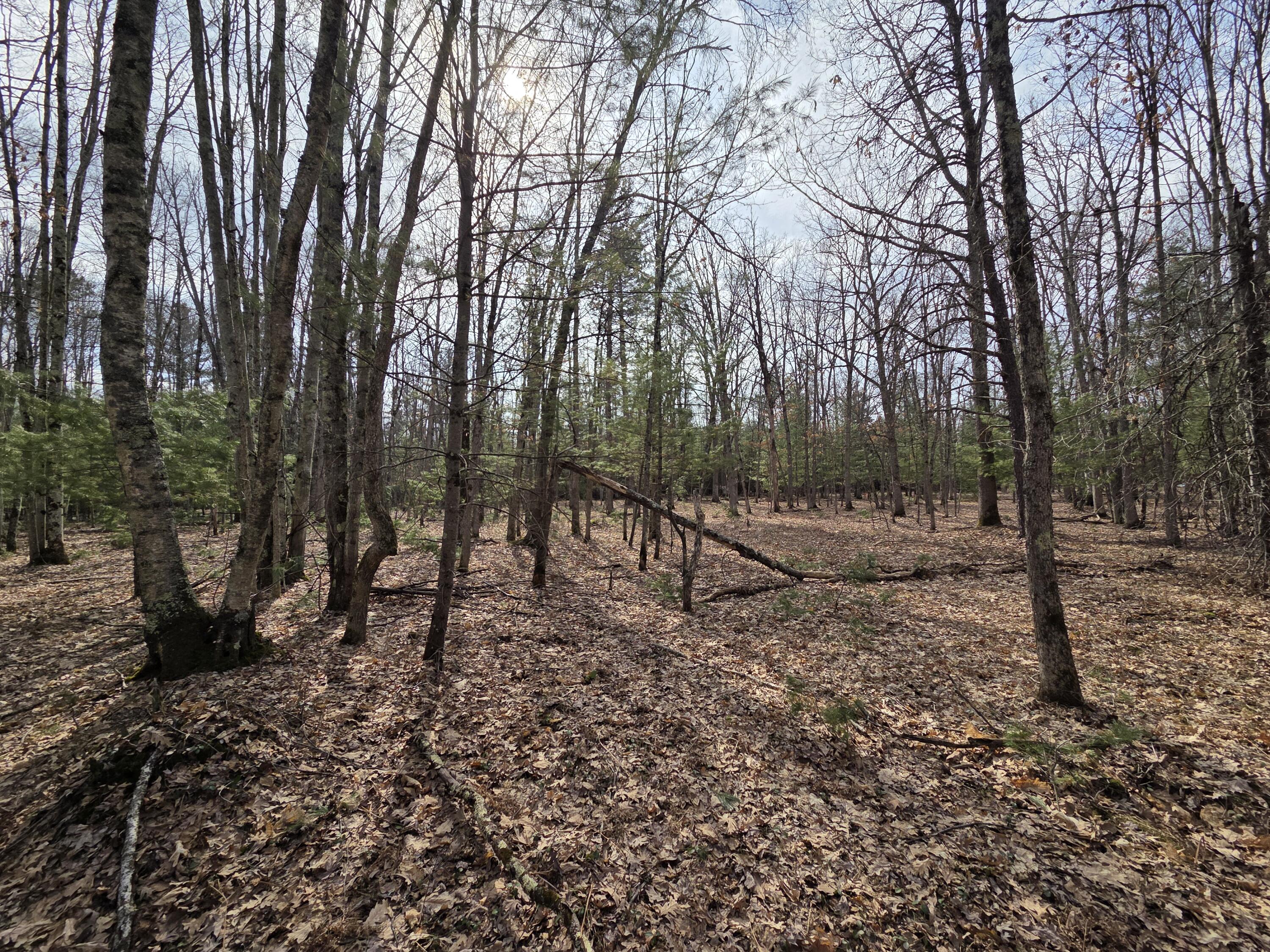 0 6 6 Mile Road Irons, MI 49644 - Photo 16 of 24 20260330_162706