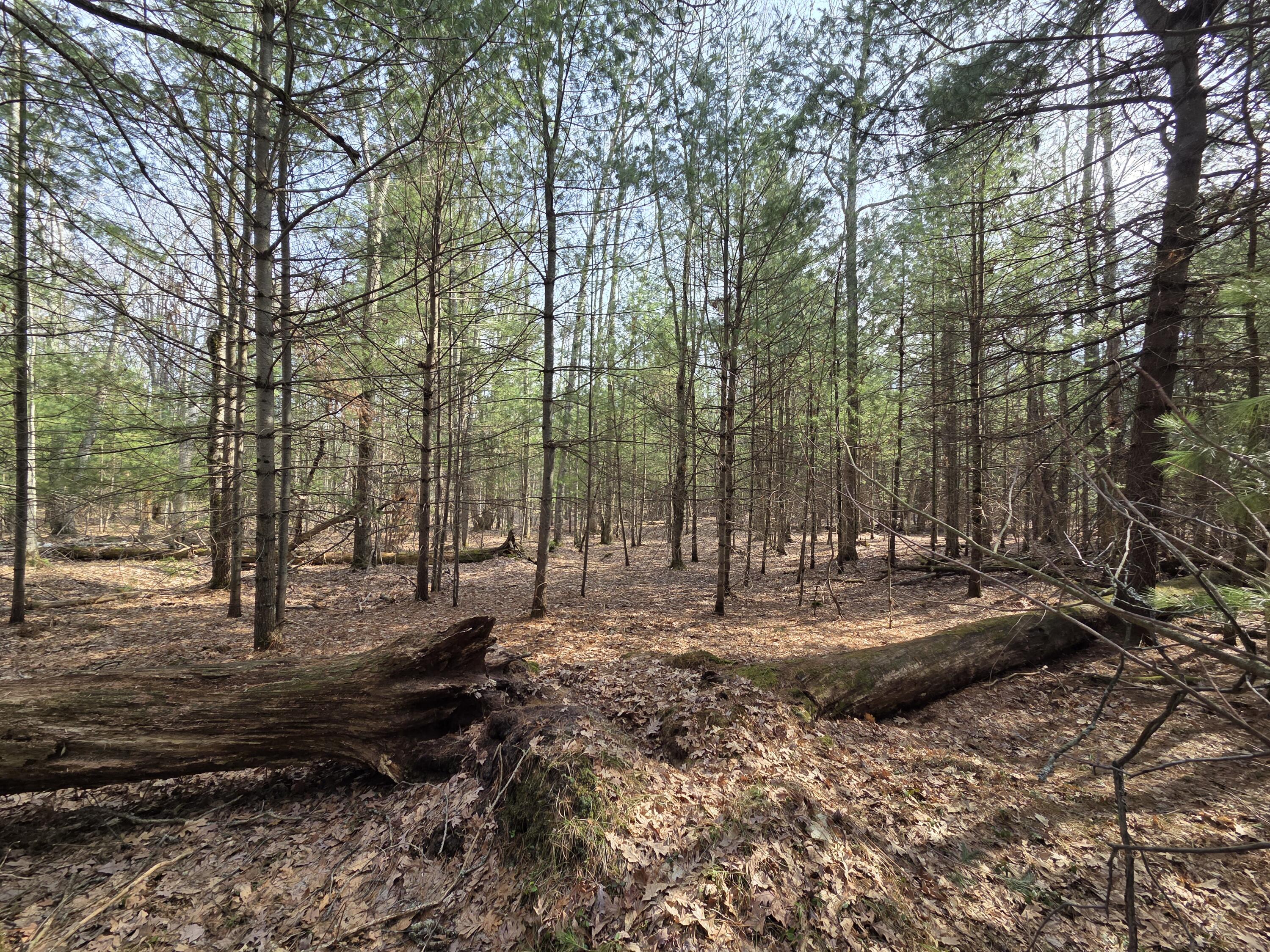 0 6 6 Mile Road Irons, MI 49644 - Photo 17 of 24 20260330_162207