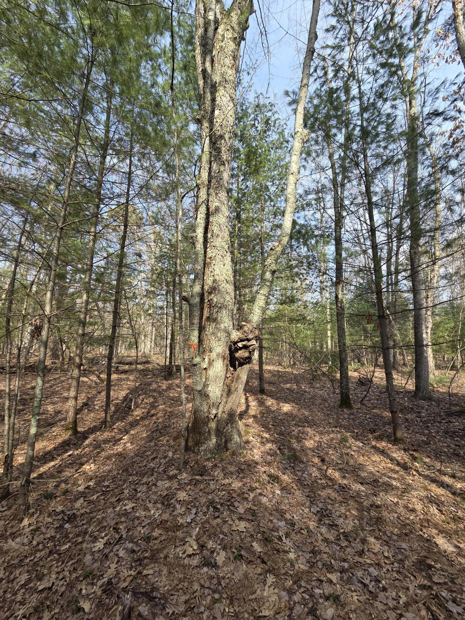 0 6 6 Mile Road Irons, MI 49644 - Photo 18 of 24 20260330_161839